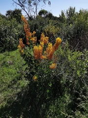 Galphimia multicaulis