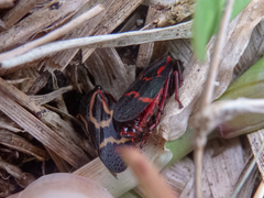 Deois flexuosa