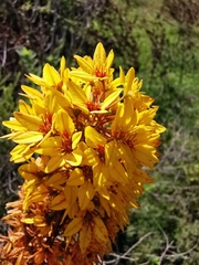 Galphimia multicaulis