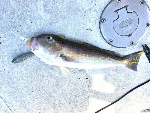 Golden tilefish (Lopholatilus chamaeleonticeps) — Malacanthidae
