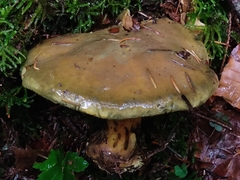 Cortinarius atrovirens
