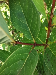 Galphimia multicaulis