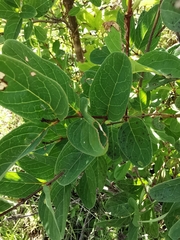 Galphimia multicaulis