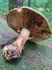 Cortinarius atrovirens