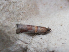 Acrobasis bithynella