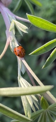 Coccinella septempunctata
