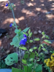 Salvia leptostachys