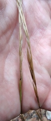 Achnatherum bromoides