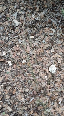 Achnatherum bromoides
