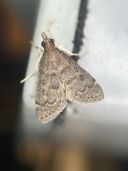 Loxostegopsis xanthocrypta