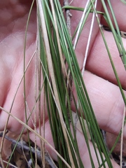 Achnatherum bromoides