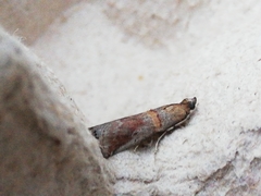 Acrobasis bithynella