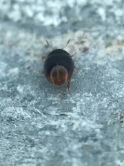Acylomus