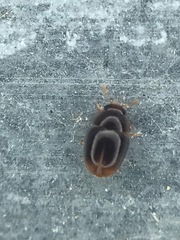 Acylomus