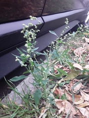 Chenopodium album