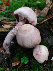 Agaricus langei