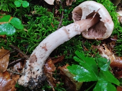 Agaricus langei