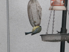 Cyanistes caeruleus