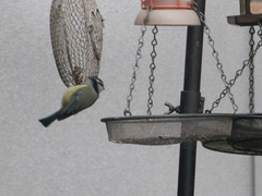 Cyanistes caeruleus