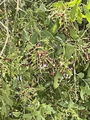 Salvadora