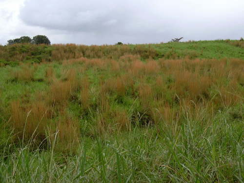 Anatherum virginicum