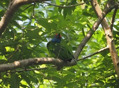 Psilopogon rafflesii