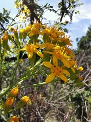 Roldana heracleifolia