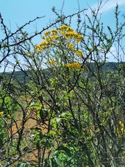 Roldana heracleifolia