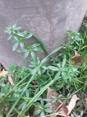 Galium mollugo