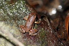 Mannophryne trinitatis