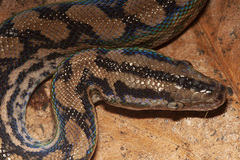 Epicrates maurus