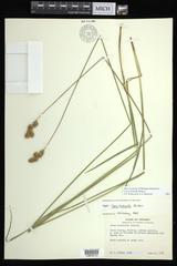 Carex bicknellii