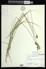 Carex bicknellii