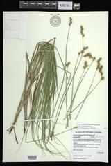 Carex bicknellii