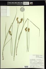 Carex bicknellii