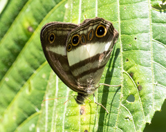 Euptychoides albofasciata