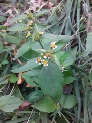 Galinsoga quadriradiata