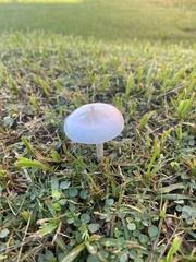 Zhuliangomyces subillinitus