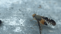 Acylomus