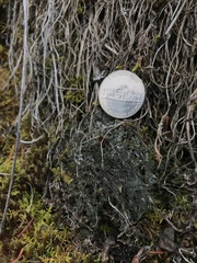 Phaeophyscia sciastra