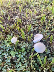 Zhuliangomyces subillinitus