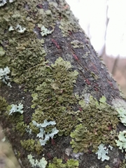 Melanohalea exasperata