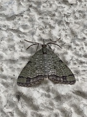 Episteira nigrilinearia