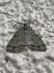 Episteira nigrilinearia