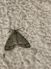 Episteira nigrilinearia