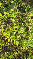 Vaccinium crassifolium