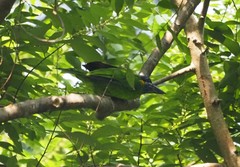 Psilopogon rafflesii