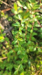 Vaccinium crassifolium