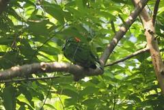 Psilopogon rafflesii