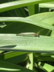 Argentagrion ambiguum